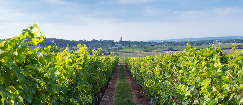 Domaines viticoles à découvrir dans le Val de Loire