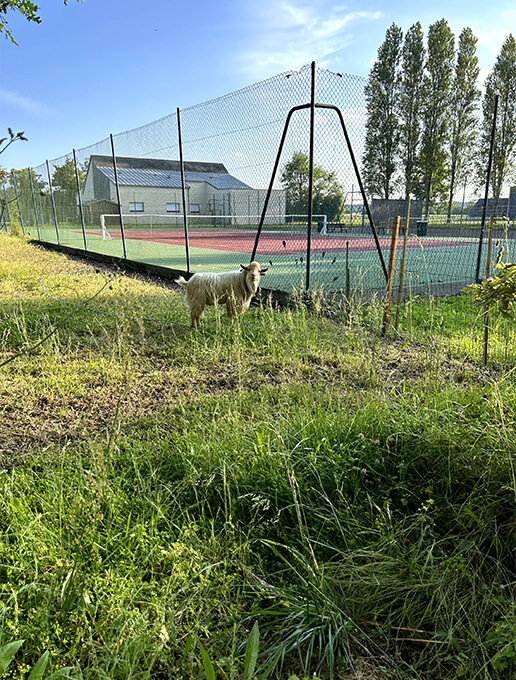 Terrain de tennis du camping de la Grande Pâture en Pays de de la Loire