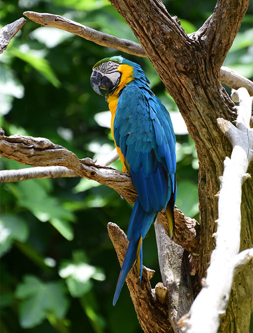 Visite du Zoo de La Flèche